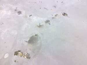 Remedial Repairs to Concrete Floor Slabs 14